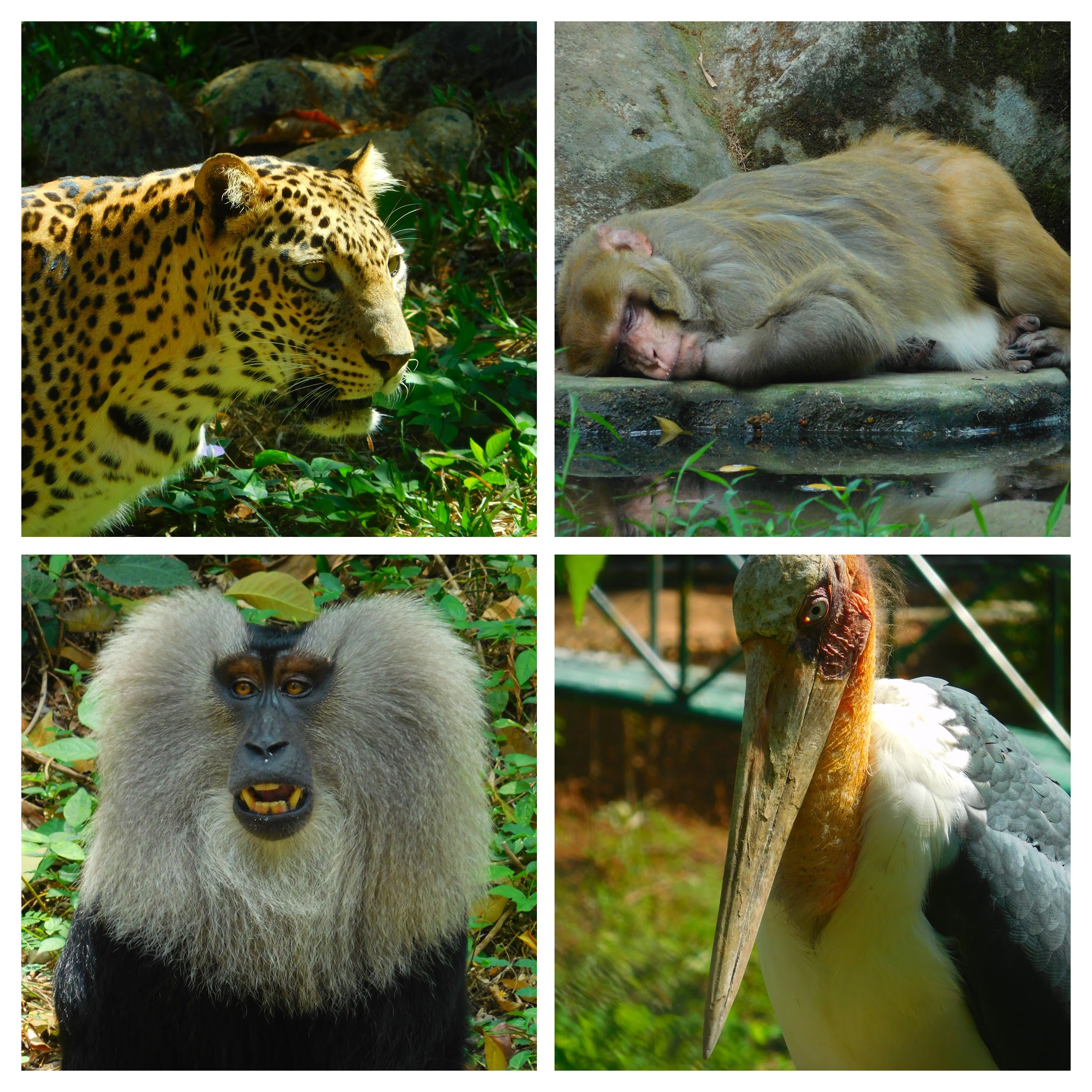 Thiruvananthapuram Zoo or Trivandrum zoo in Kerala Zoos