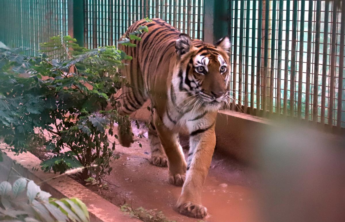  Thrissur Zoo view 