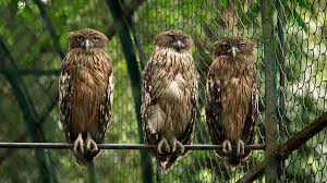 Thrissur Zoo tourist place 