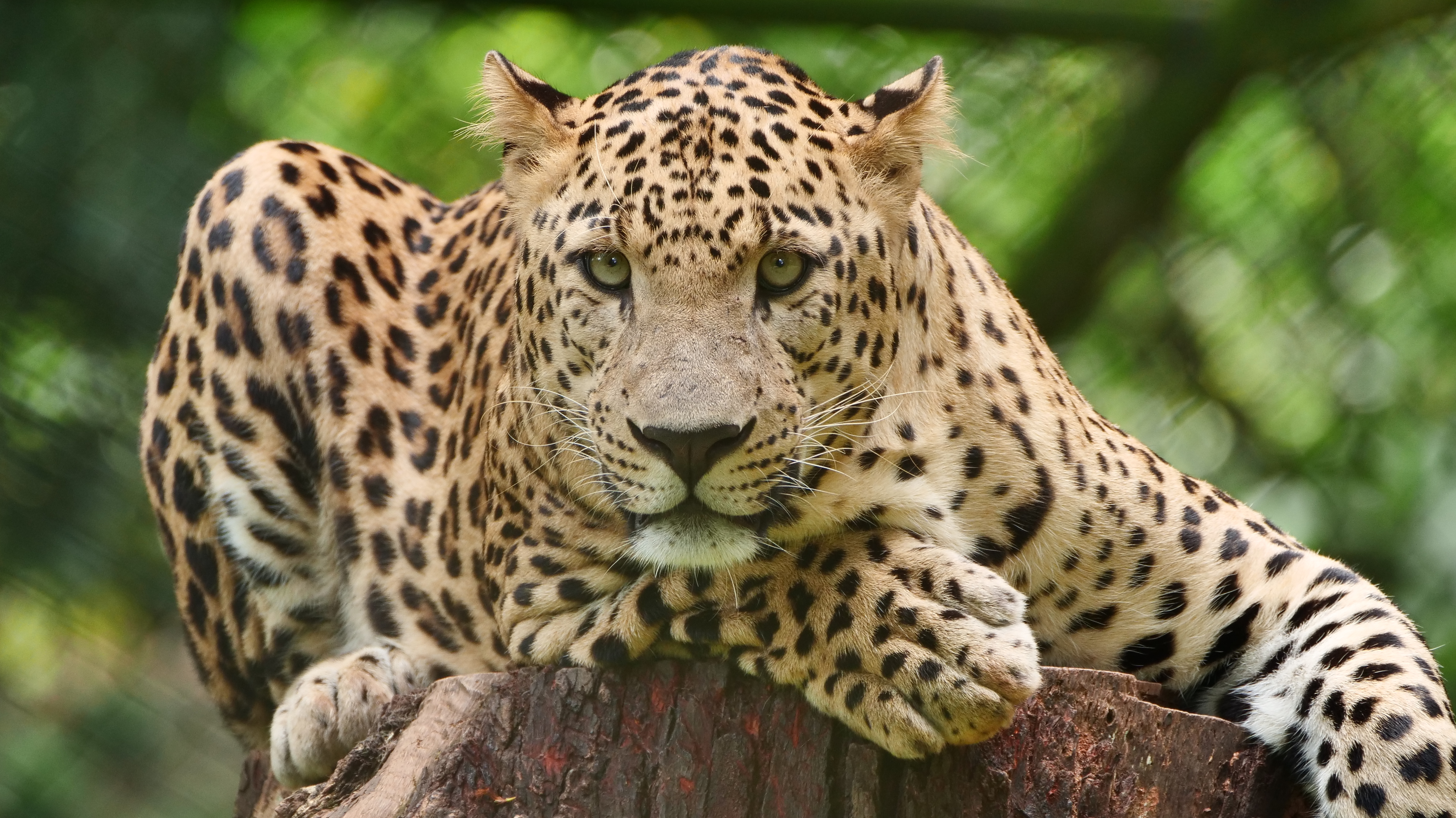 Thrissur Zoo & State Museum
