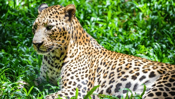 Thiruvananthapuram Zoo in Kerala